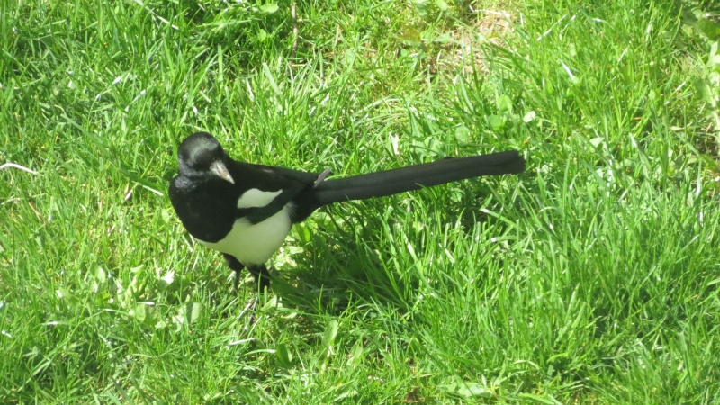 Les oiseaux vu de ma fenêtre  Img_3911