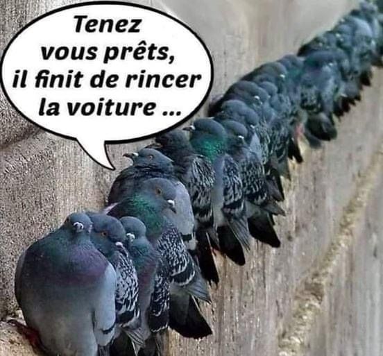 humour - Page 35 Pigeon10