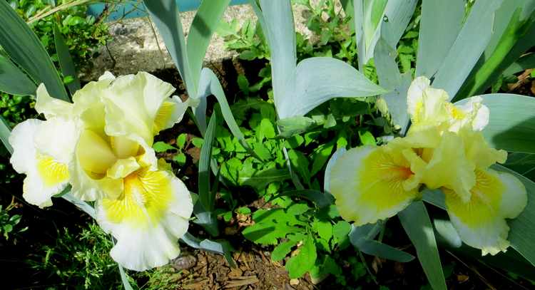 Jardin d'iris en 2015 !!! - Page 3 Img_3110