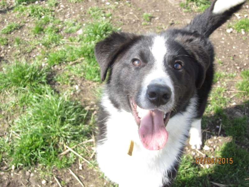 Dusty, X Border Collie né le 30/05/2014 - Refuge Velaine en Haye Img_7112