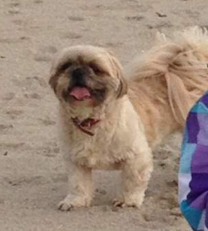 Recherche famille d'accueil pour 1 femelle shih tzu, 3 ans Shih_t10