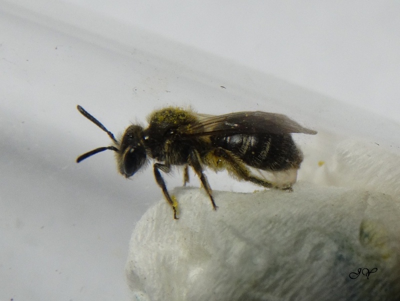 Petite abeille. 3_cell11