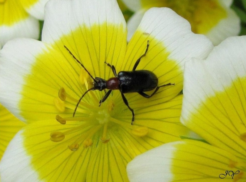 Cerambycidae Dinopt10