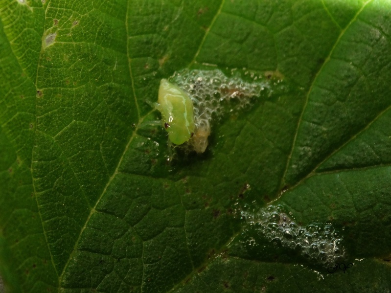 Crachat de coucou ou écume printanière - Cercopis vulnerata  Dsc05411
