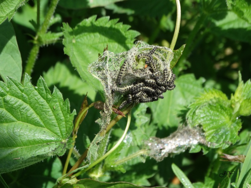 Chenille petite tortue. Petite10