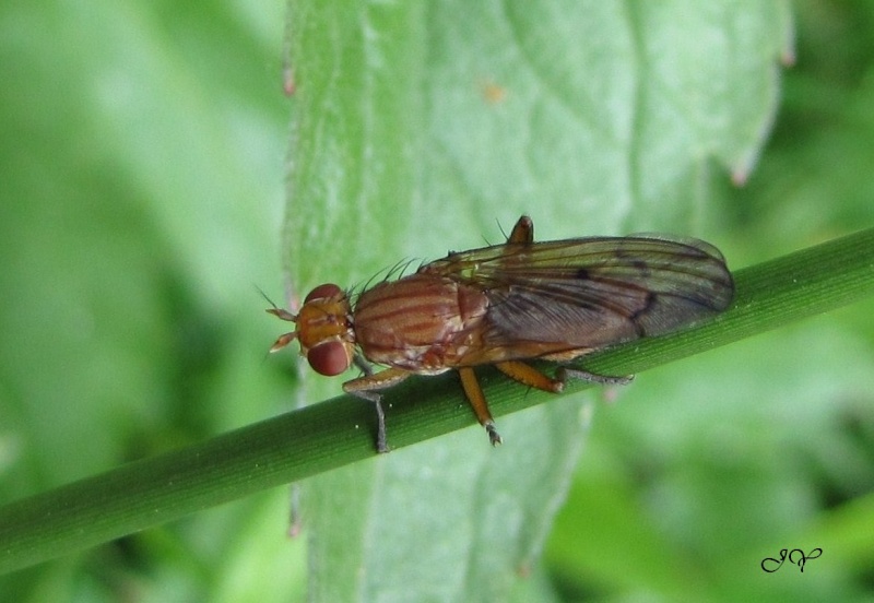 Sciomyzidae Tetano10