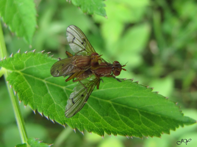 Sciomyzidae Tetano11