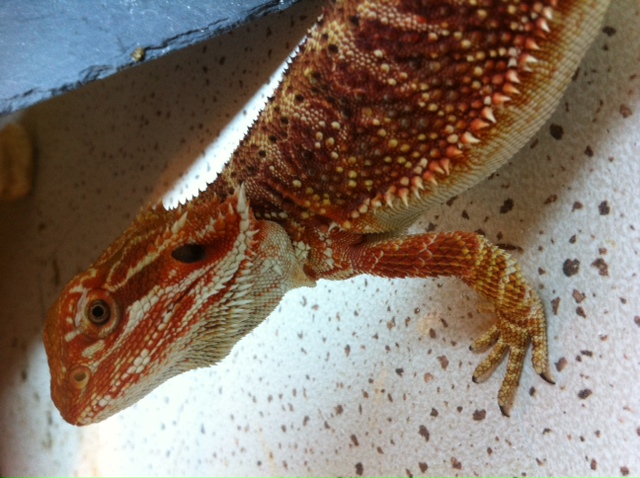 Mon pogona Photo_13