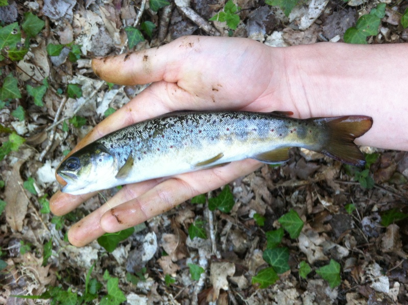 Vos petites sorties Truites/Salmonidés d'avril 2015 Img_1416