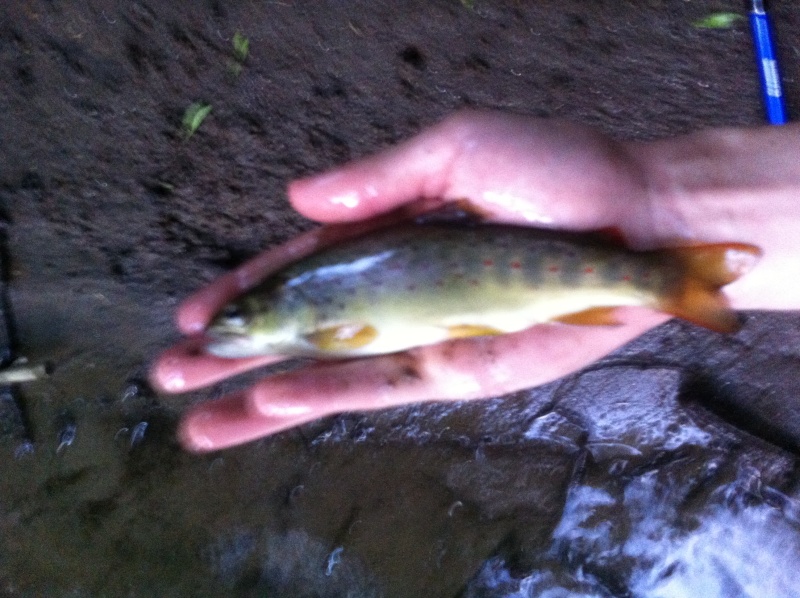 -Vos Petites sorties Truites/Salmonidés de Mai 2015. Img_1510