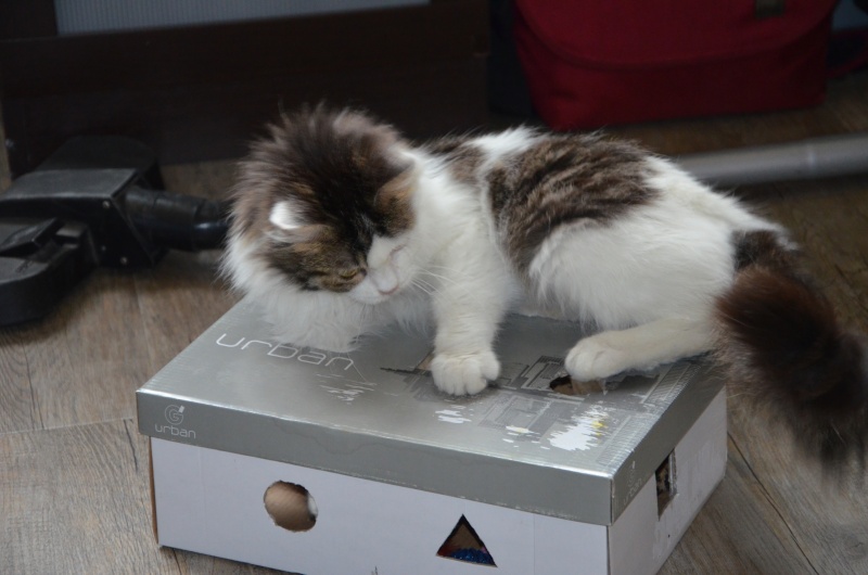 Concours photo de Mars "Votre chat et les cartons" 1710