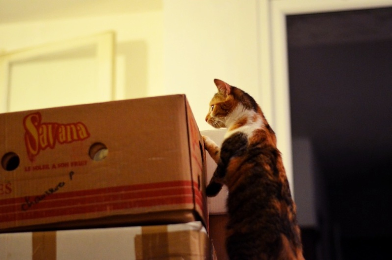 Concours photo de Mars "Votre chat et les cartons" 2110