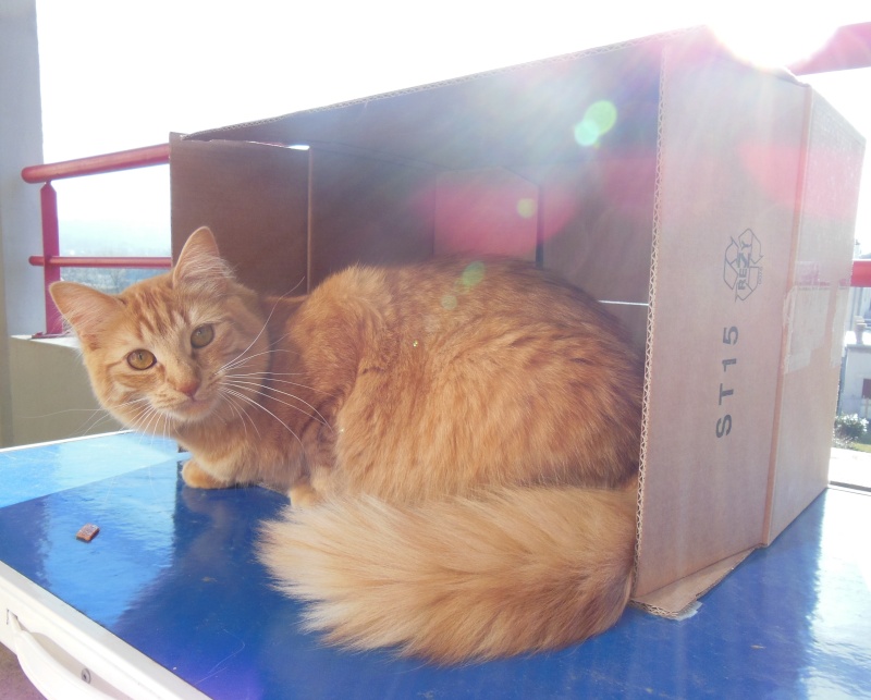 Concours photo de Mars "Votre chat et les cartons" 810