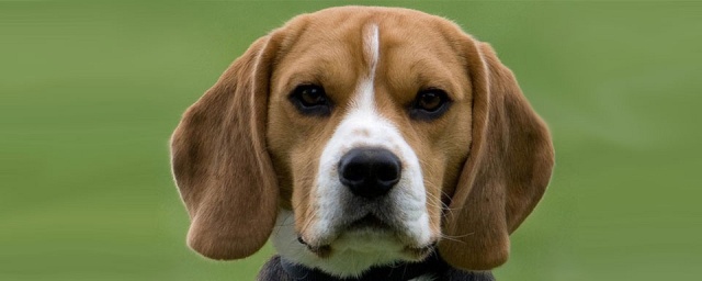 Felix [Hund] Beagle10