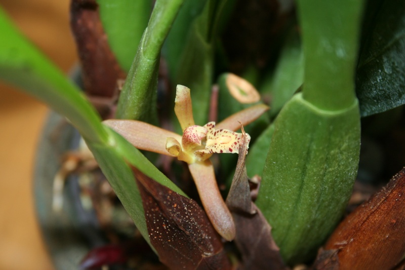 maxillaria rufescens Img_1625