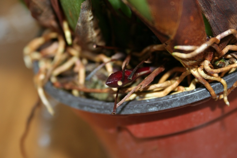 maxillaria rufescens Img_1626