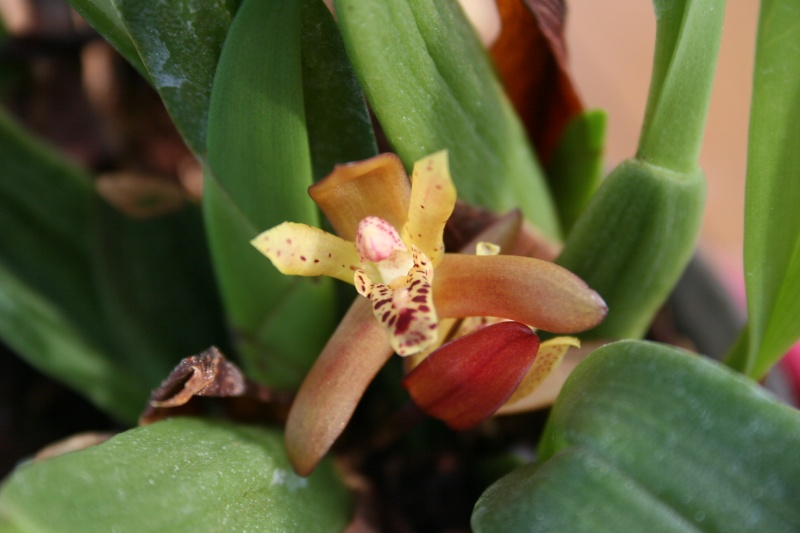 maxillaria rufescens - Page 2 Img_1817