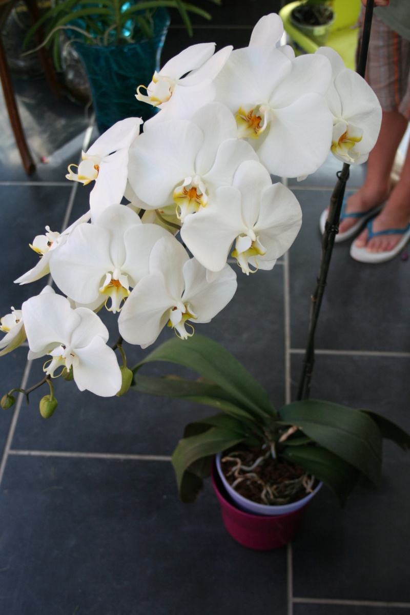 phalaenopsis blanc a fleurs enooooooooormes Img_1819