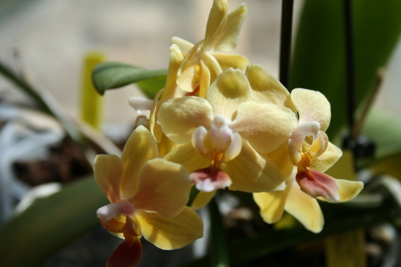 phalaenopsis sunny smell  Img_1827