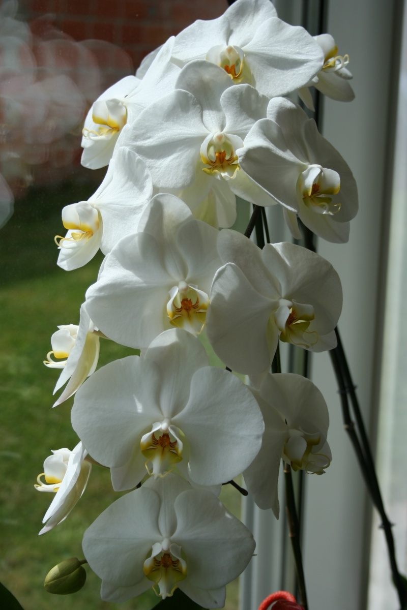 phalaenopsis blanc a fleurs enooooooooormes - Page 2 Img_1910