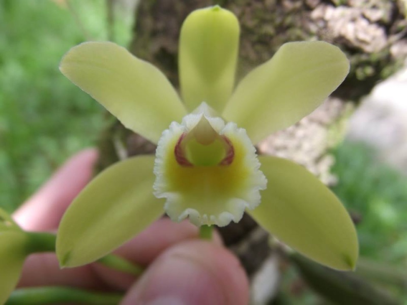 Photos d'orchidées inédites   - Page 5 11057810