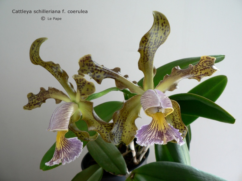 Cattleya schilleriana f. coerulea  Cattle12