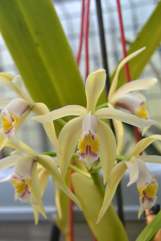 Cattleya iricolor Dsc_0511