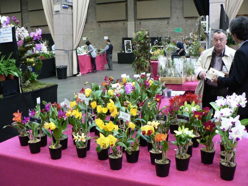 17th European Orchid Show (EOC) and Conference London / Londres 2015 (9 au 12 avril) - Page 2 P1170214