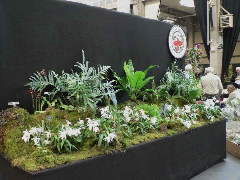 17th European Orchid Show (EOC) and Conference London / Londres 2015 (9 au 12 avril) - Page 2 P1170217