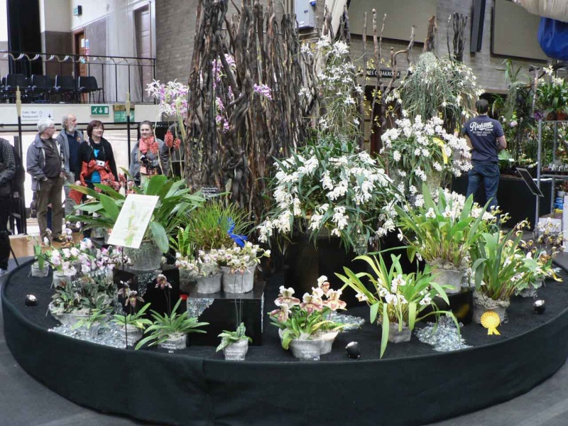 17th European Orchid Show (EOC) and Conference London / Londres 2015 (9 au 12 avril) - Page 3 P1170223