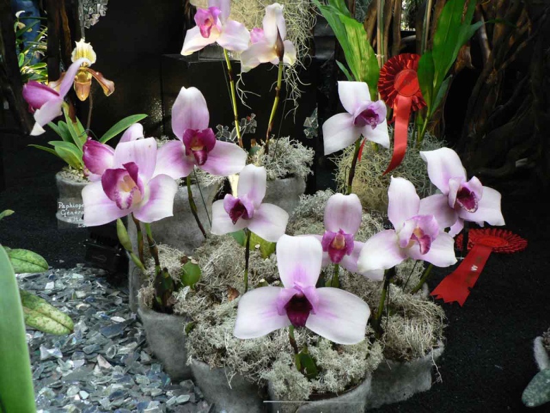 17th European Orchid Show (EOC) and Conference London / Londres 2015 (9 au 12 avril) - Page 3 P1170225