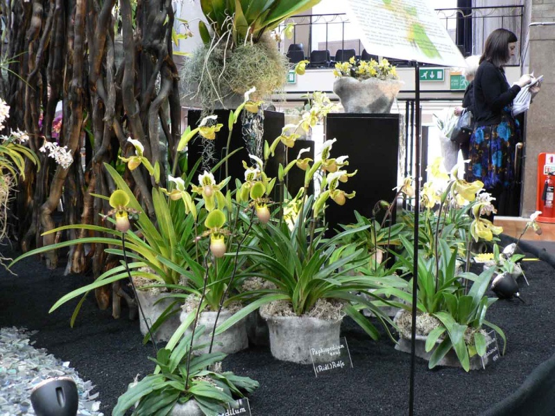 17th European Orchid Show (EOC) and Conference London / Londres 2015 (9 au 12 avril) - Page 3 P1170231