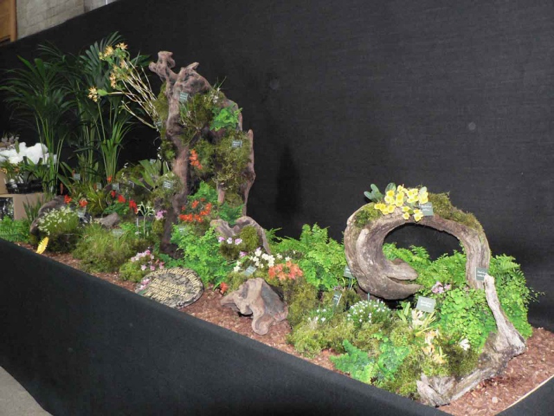 17th European Orchid Show (EOC) and Conference London / Londres 2015 (9 au 12 avril) - Page 3 P1170245