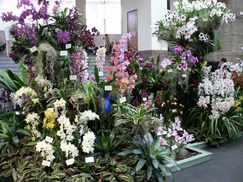 17th European Orchid Show (EOC) and Conference London / Londres 2015 (9 au 12 avril) - Page 3 P1170247