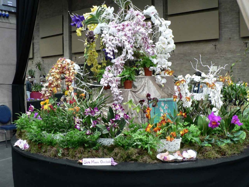 17th European Orchid Show (EOC) and Conference London / Londres 2015 (9 au 12 avril) - Page 4 P1170255