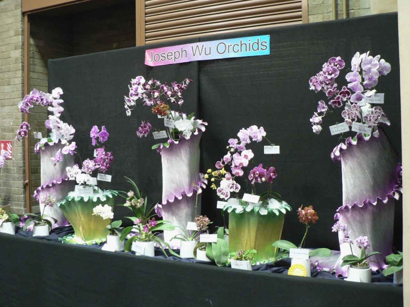 17th European Orchid Show (EOC) and Conference London / Londres 2015 (9 au 12 avril) - Page 4 P1170257