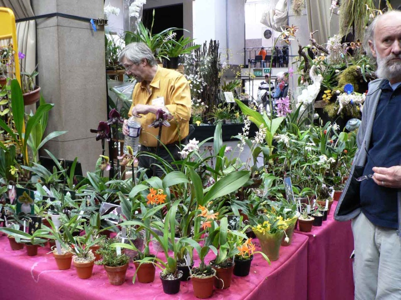 17th European Orchid Show (EOC) and Conference London / Londres 2015 (9 au 12 avril) - Page 4 P1170262