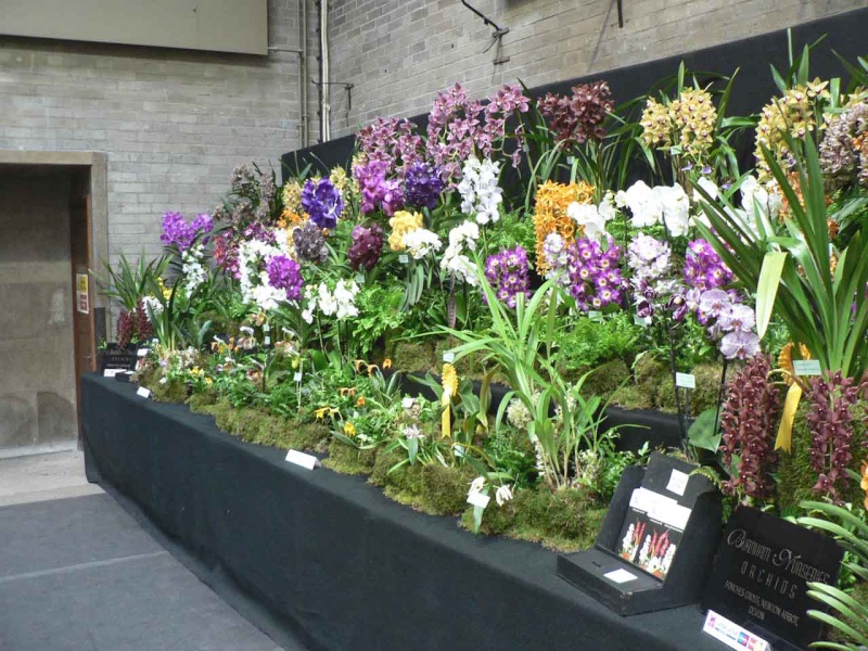 17th European Orchid Show (EOC) and Conference London / Londres 2015 (9 au 12 avril) - Page 4 P1170264