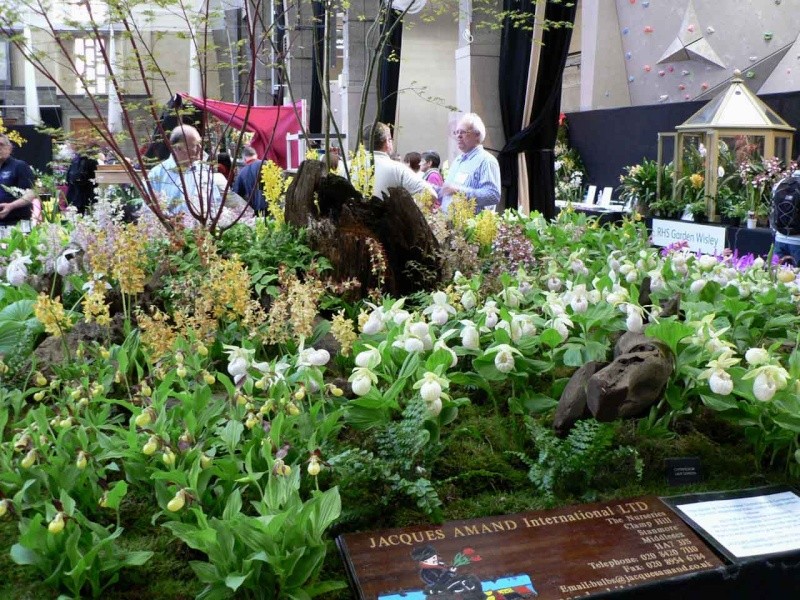 17th European Orchid Show (EOC) and Conference London / Londres 2015 (9 au 12 avril) - Page 4 P1170268