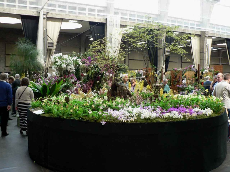 17th European Orchid Show (EOC) and Conference London / Londres 2015 (9 au 12 avril) - Page 4 P1170272