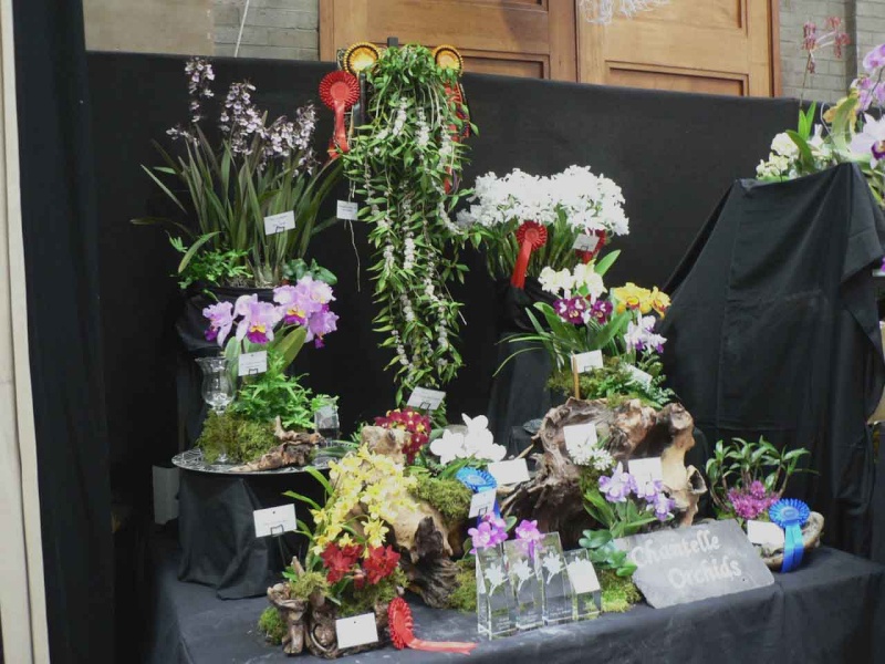 17th European Orchid Show (EOC) and Conference London / Londres 2015 (9 au 12 avril) - Page 4 P1170285