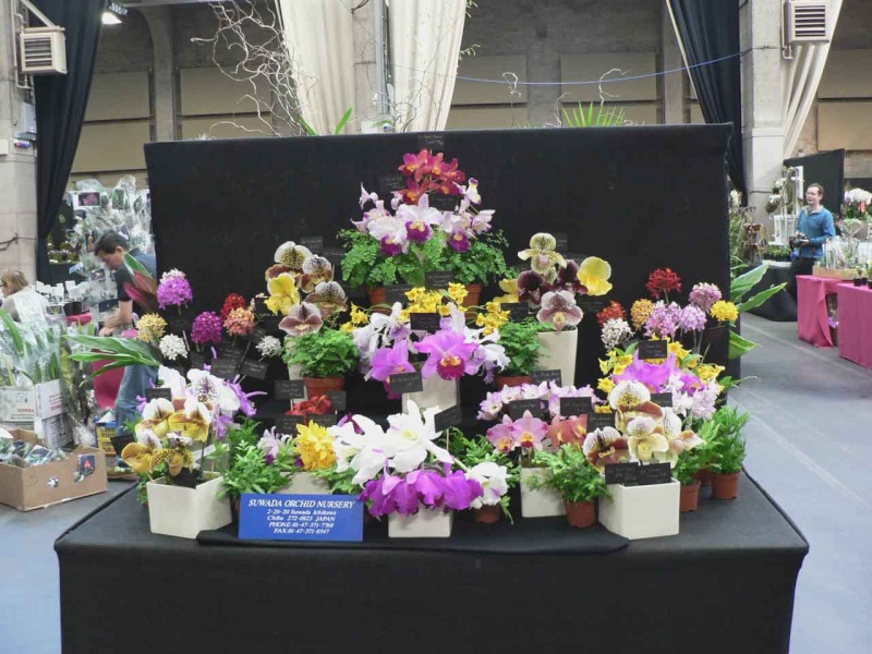 17th European Orchid Show (EOC) and Conference London / Londres 2015 (9 au 12 avril) - Page 4 P1170290