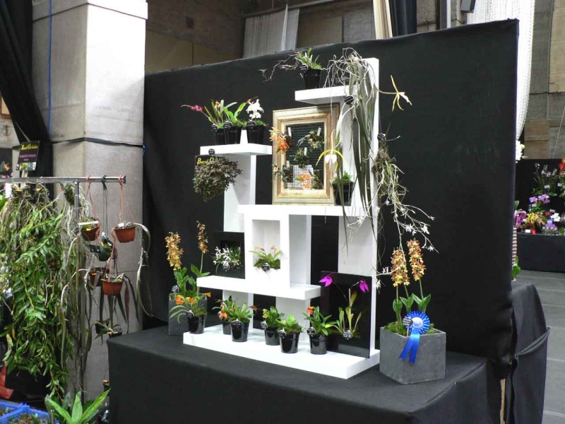 17th European Orchid Show (EOC) and Conference London / Londres 2015 (9 au 12 avril) - Page 4 P1170291