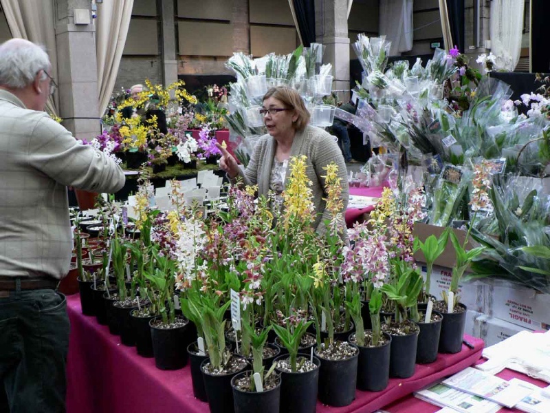 17th European Orchid Show (EOC) and Conference London / Londres 2015 (9 au 12 avril) - Page 4 P1170297