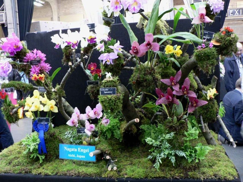 17th European Orchid Show (EOC) and Conference London / Londres 2015 (9 au 12 avril) - Page 2 P1170314