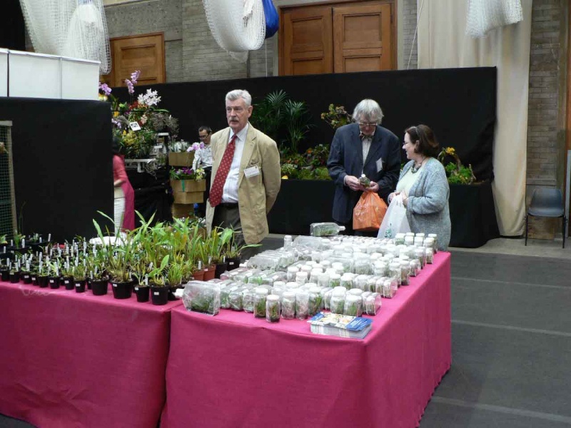 17th European Orchid Show (EOC) and Conference London / Londres 2015 (9 au 12 avril) - Page 3 P1170324