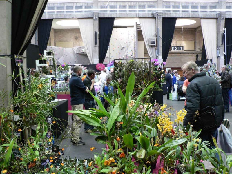 17th European Orchid Show (EOC) and Conference London / Londres 2015 (9 au 12 avril) - Page 3 P1170330