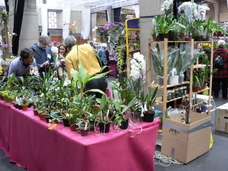 17th European Orchid Show (EOC) and Conference London / Londres 2015 (9 au 12 avril) - Page 4 P1170336