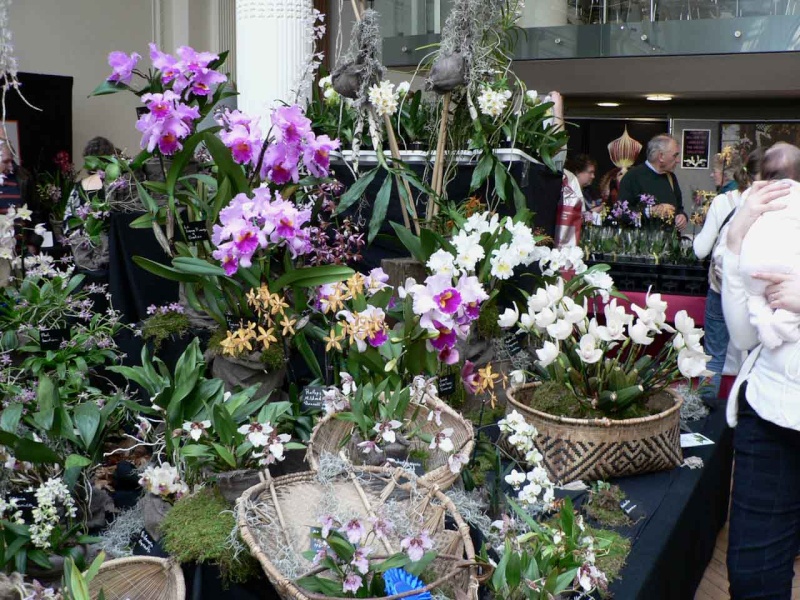 17th European Orchid Show (EOC) and Conference London / Londres 2015 (9 au 12 avril) - Page 4 P1170341