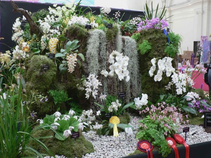 17th European Orchid Show (EOC) and Conference London / Londres 2015 (9 au 12 avril) - Page 4 P1170343